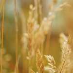 Everything Miso, Ice Cream and All