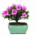 Brussel’s DT3066AZ Satsuki Azalea Outdoor Bonsai Tree