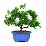 Brussel’s DT0107G Gardenia Outdoor Bonsai Tree