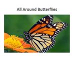 All Around Butterflies