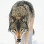 White Fang (Dover Thrift Editions)