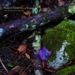 Centre Bridge Electroacoustic Works