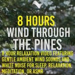 8 Hours: Wind Through The Pines: 8 Hour Relaxation Video Featuring Gentle Ambient Wind Sounds and White Noise for Sleep, Relaxation, Meditation, or ASMR