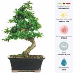 Brussel’s Live Fukien Tea Indoor Bonsai Tree – 6 Years Old; 6″ to 10″ Tall with Decorative Container