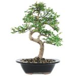 Brussel’s Live Chinese Elm Outdoor Bonsai Tree – 7 Years Old; 8″ to 10″ Tall with Decorative Container