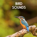 Bird Sounds – Morning Birds for Relaxation, Meditation, Yoga , Naturescapes, Forest Ambience and Spa