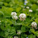 Outsidepride White Dutch Clover Seed for Erosion Control, Ground Cover, Lawn Alternative, Pasture, Forage, & More – 10 LBS