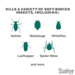 Safer 5118-6 Insect Killing Soap Concentrate – Insecticidal Soap for Plants – Kills Aphids, Whiteflies, Thrips, Spider Mites, and More – OMRI Listed for Organic Use