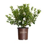 Jubilation Gardenia (2 Gallon) Flowering Evergreen Shrub with Fragrant White Blooms – Full Sun to Part Shade Live Outdoor Plant/Bush – Southern Living Plants