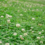 Outsidepride White Dutch Clover Seed for Erosion Control, Ground Cover, Lawn Alternative, Pasture, Forage, & More – 1 LB