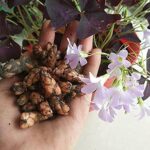 Oxalis Triangularis 10 Bulbs – Purple Shamrocks Lucky Lovely Flowers Bulbs Grows Indoor or Outdoor