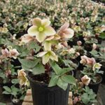 Green Promise Farms FPHELBIP Helleborus-X ‘Ivory Prince’ (Christmas Rose) Walhelivor Perennial Live Plant, 1 Gallon, White