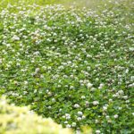 Outsidepride White Dutch Clover Seed for Erosion Control, Ground Cover, Lawn Alternative, Pasture, Forage, & More – 5 LBS