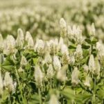 Outsidepride 5 lb. White Cloud Crimson Clover Seed for Pasture, Hay, Green Manure, Cover Crop, & Wildlife Forage