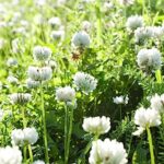 10000+ White Clover Seed Non-GMO Heirloom Open-Pollinated Varieties White Clover Seeds for Lawn White Clover Seeds Ground Cover for Erosion Control, Ground Cover, Lawn Alternative, Pasture, etc.