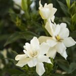 Shrub Frostproof Gardenia 2.5 Qt, White Blooms