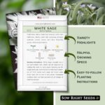 Sow Right Seeds – White Sage Seed for Planting – Non-GMO Heirloom Packet with Instructions for Planting and Growing a Home Herb Garden – Indoors or Outdoors – Make Your Own Herbal Incense (1)
