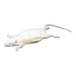 Frey Scientific Choice Preserved White Rats, Single Injected, 7″-9″ (Pack of 10)
